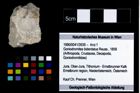 Foto (Objekt + Etikett) von Goniodromites bidentatus (Reuss, 1858)  (NHMW-GEO-1990-0041-3939)